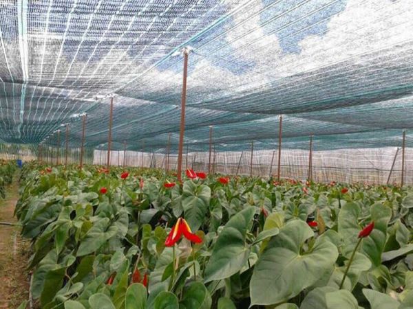 Lưới Lan Che Nắng Bảo Vệ Cây Trồng Màu Xanh Đen Chất Lượng - ATC0167